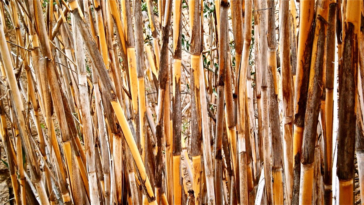 Трафарет камыша для покраски