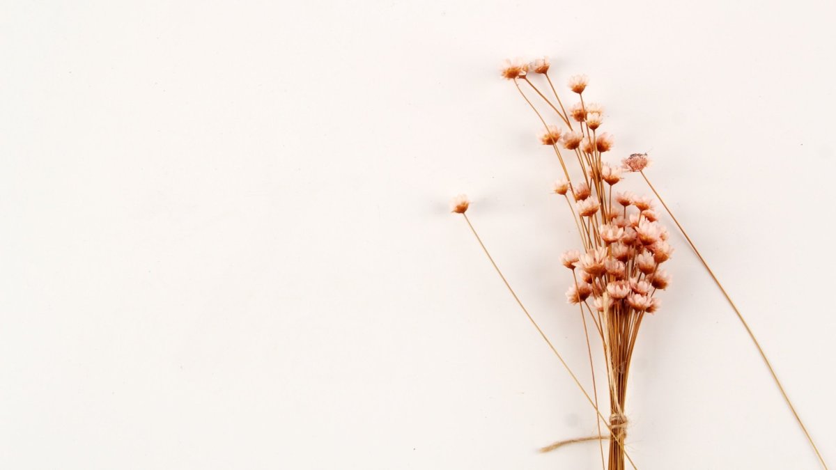 Камышовый тростник в Сухом