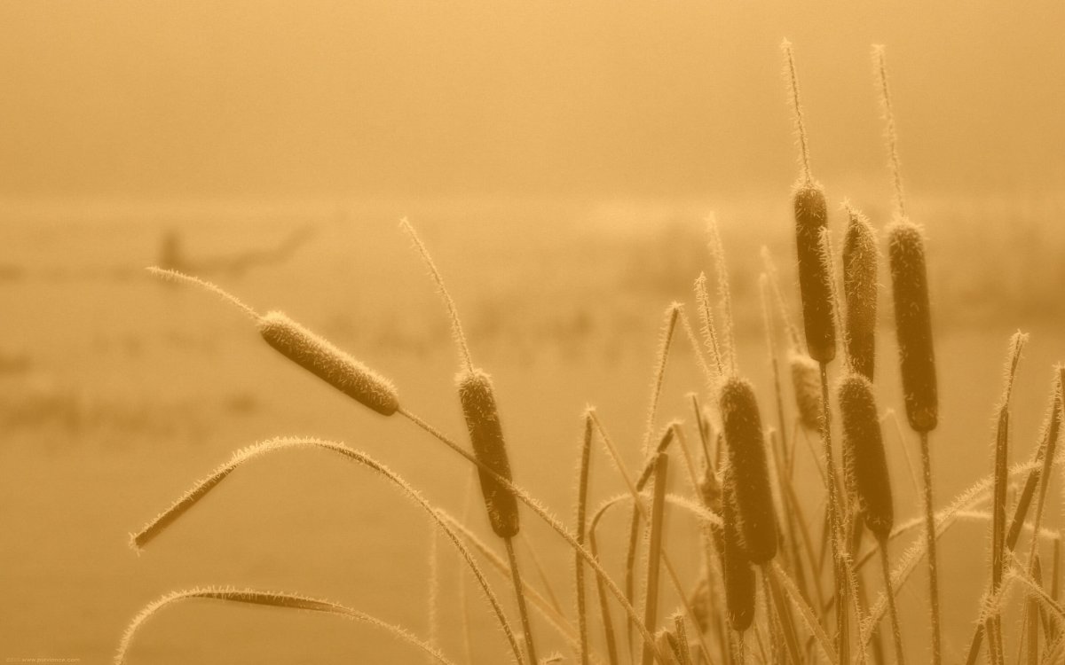 Пшеница в интерьере