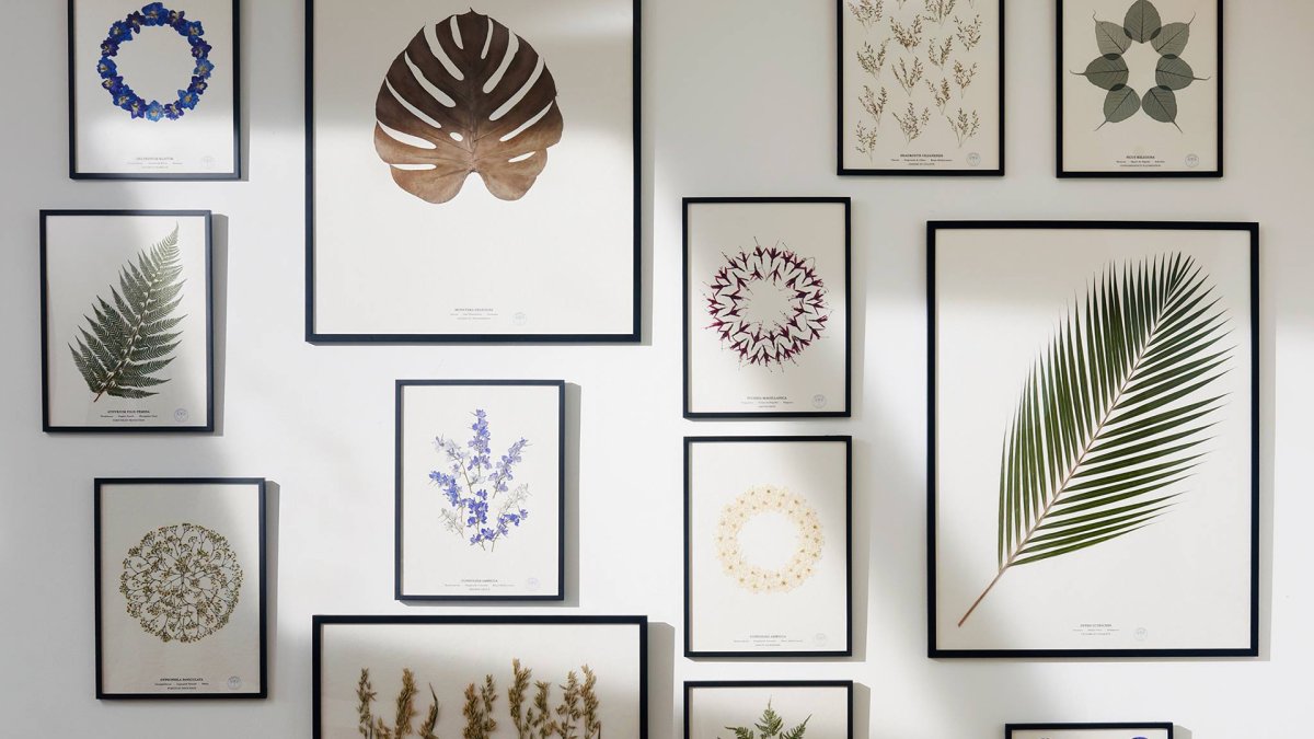 Гербарий в рамке в интерьере