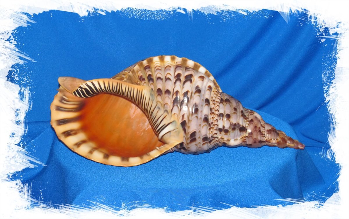 Декоративная подушка Ракушка