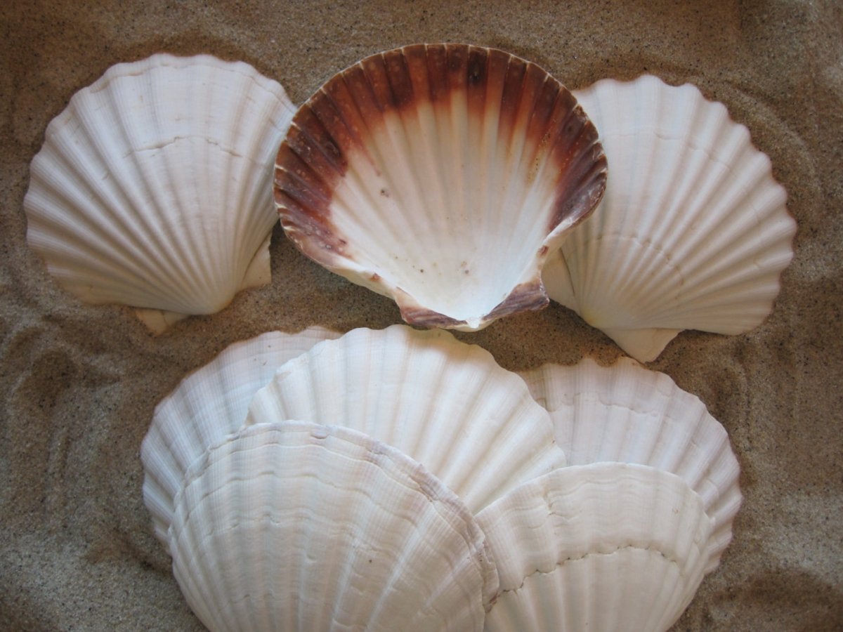 Декор стен ракушками