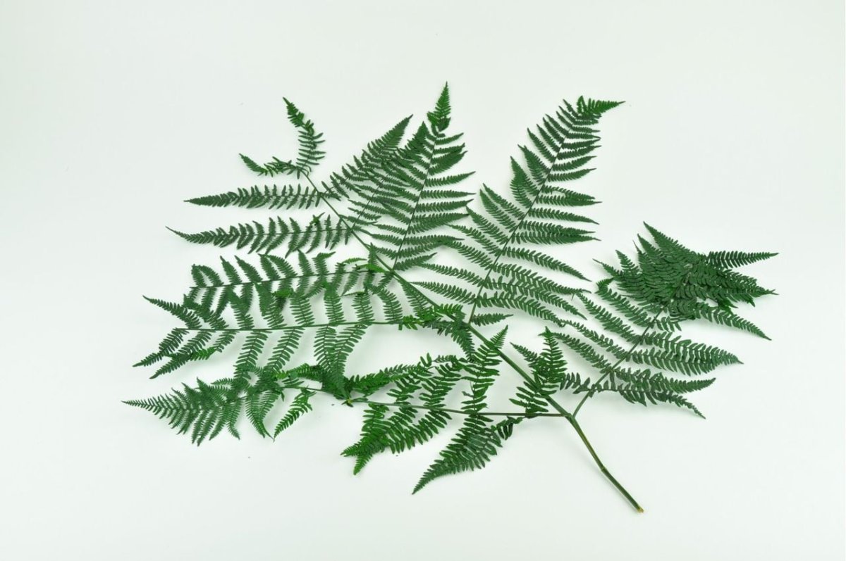 Папоротник адиантум стабилизированный