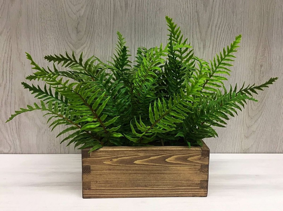 Папоротник в горшке