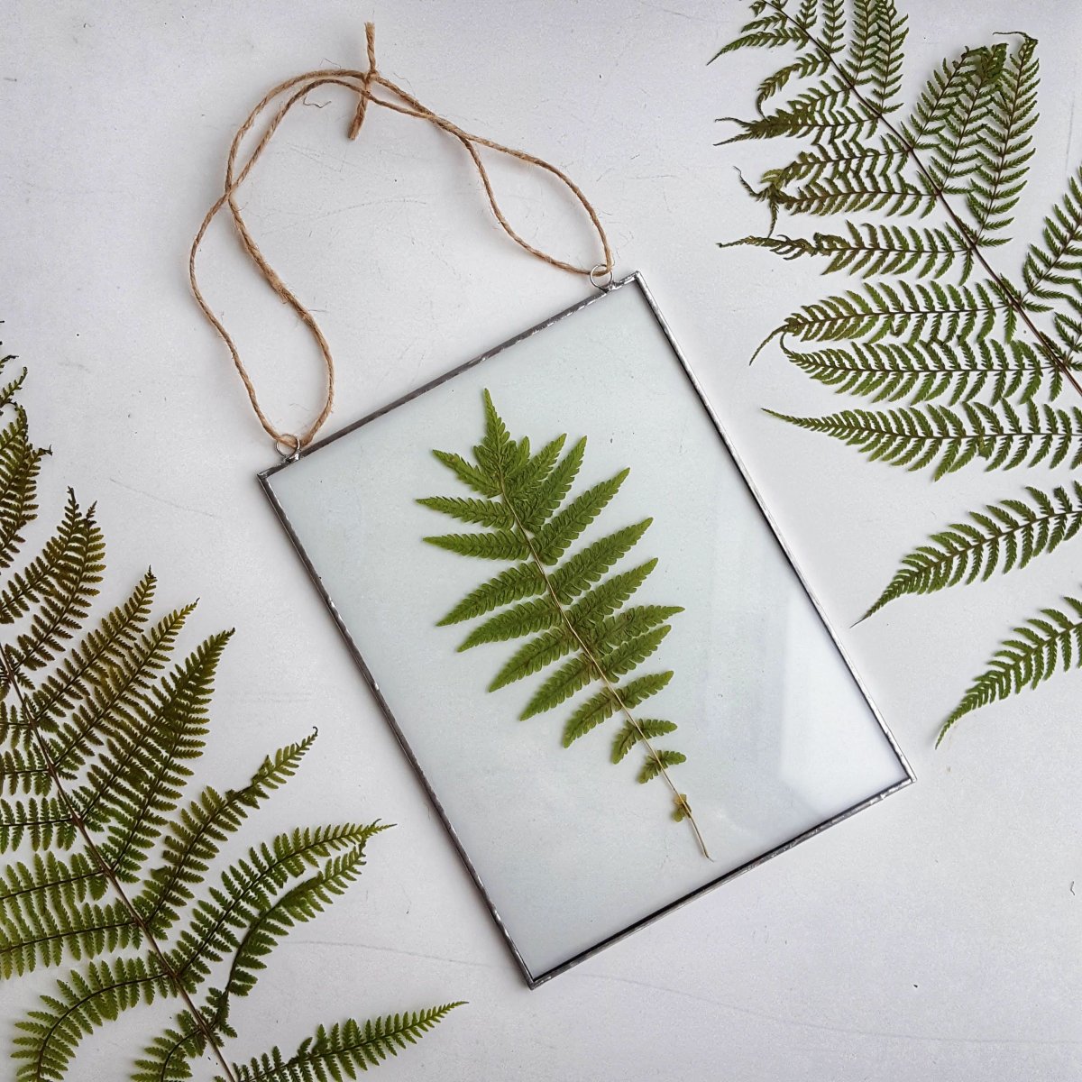 Гербарий из папоротника