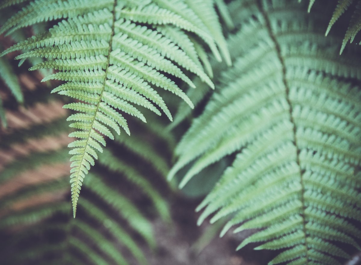 Папоротник HD