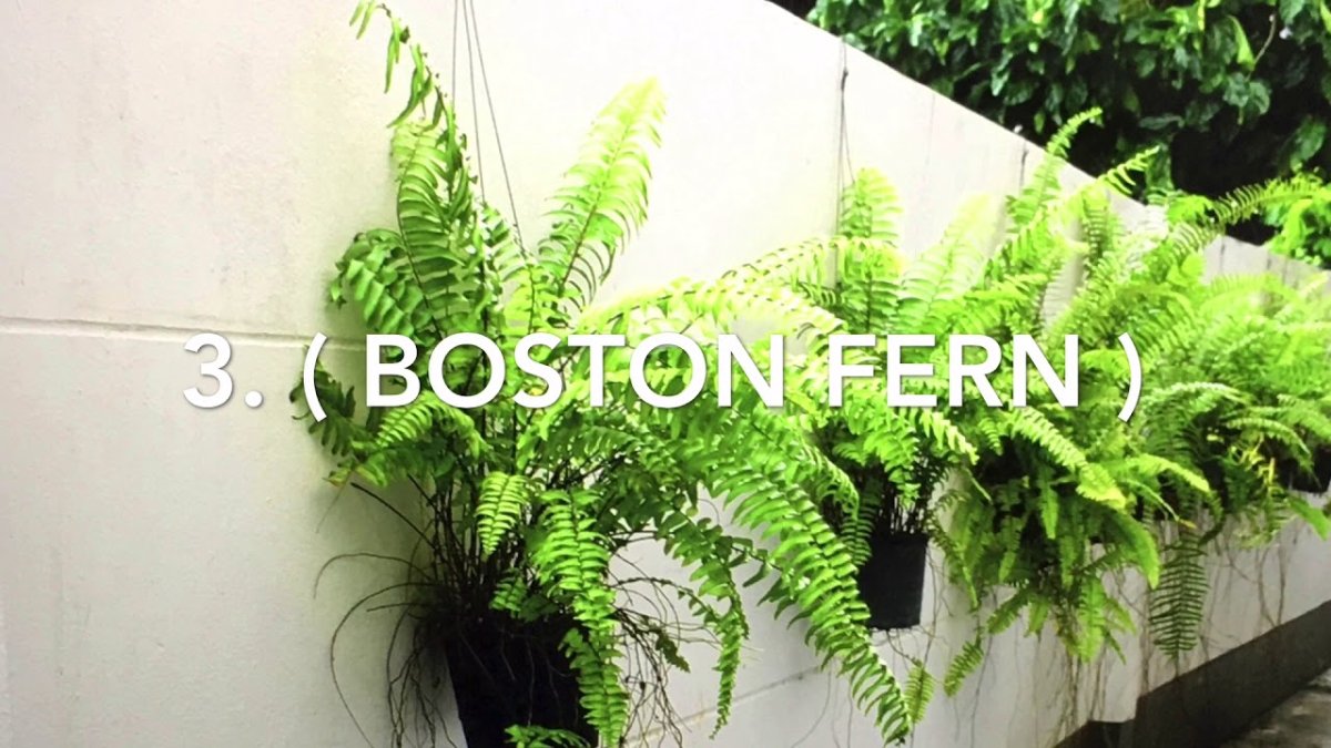 Папоротник нефролепис страусник