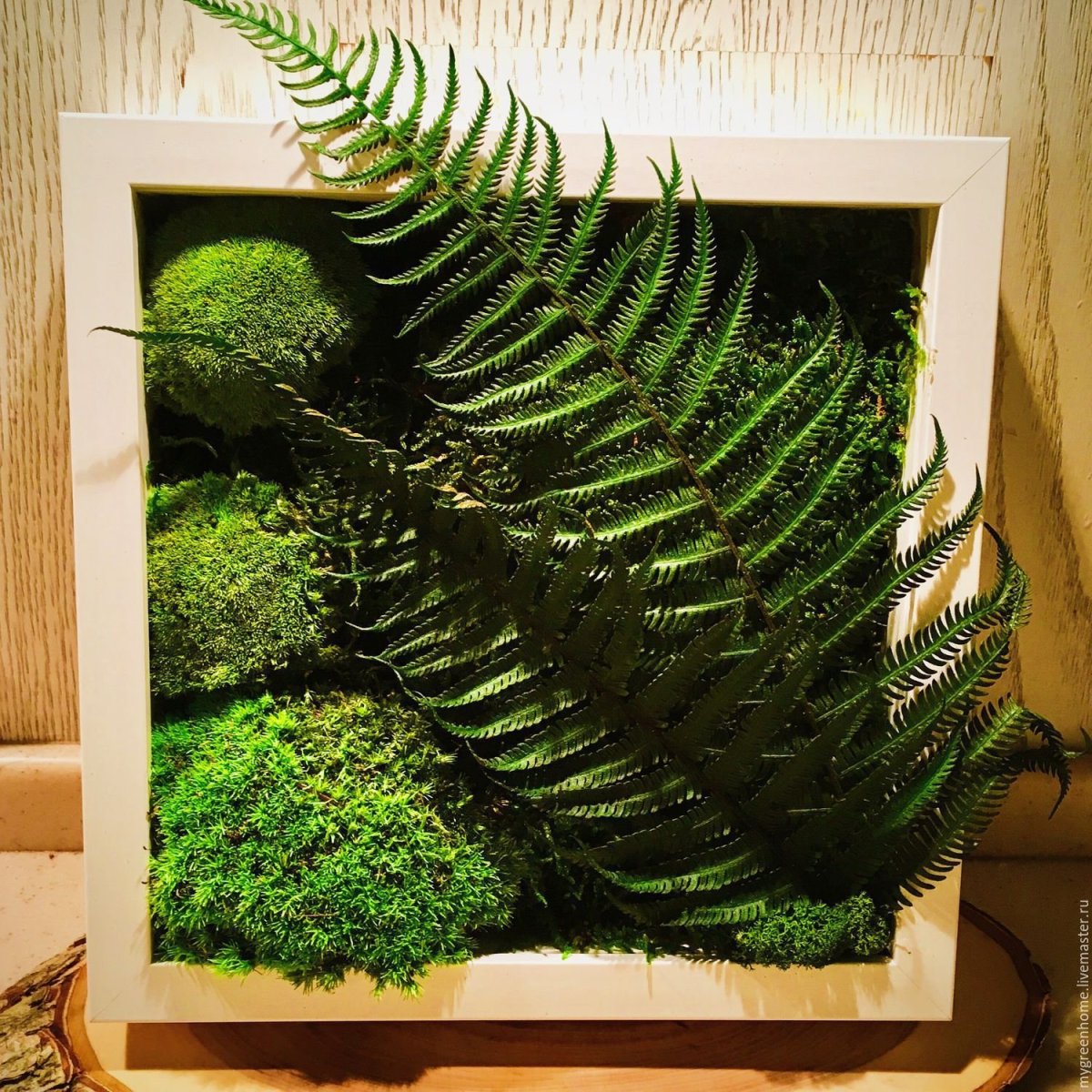 Фитостена с папоротником