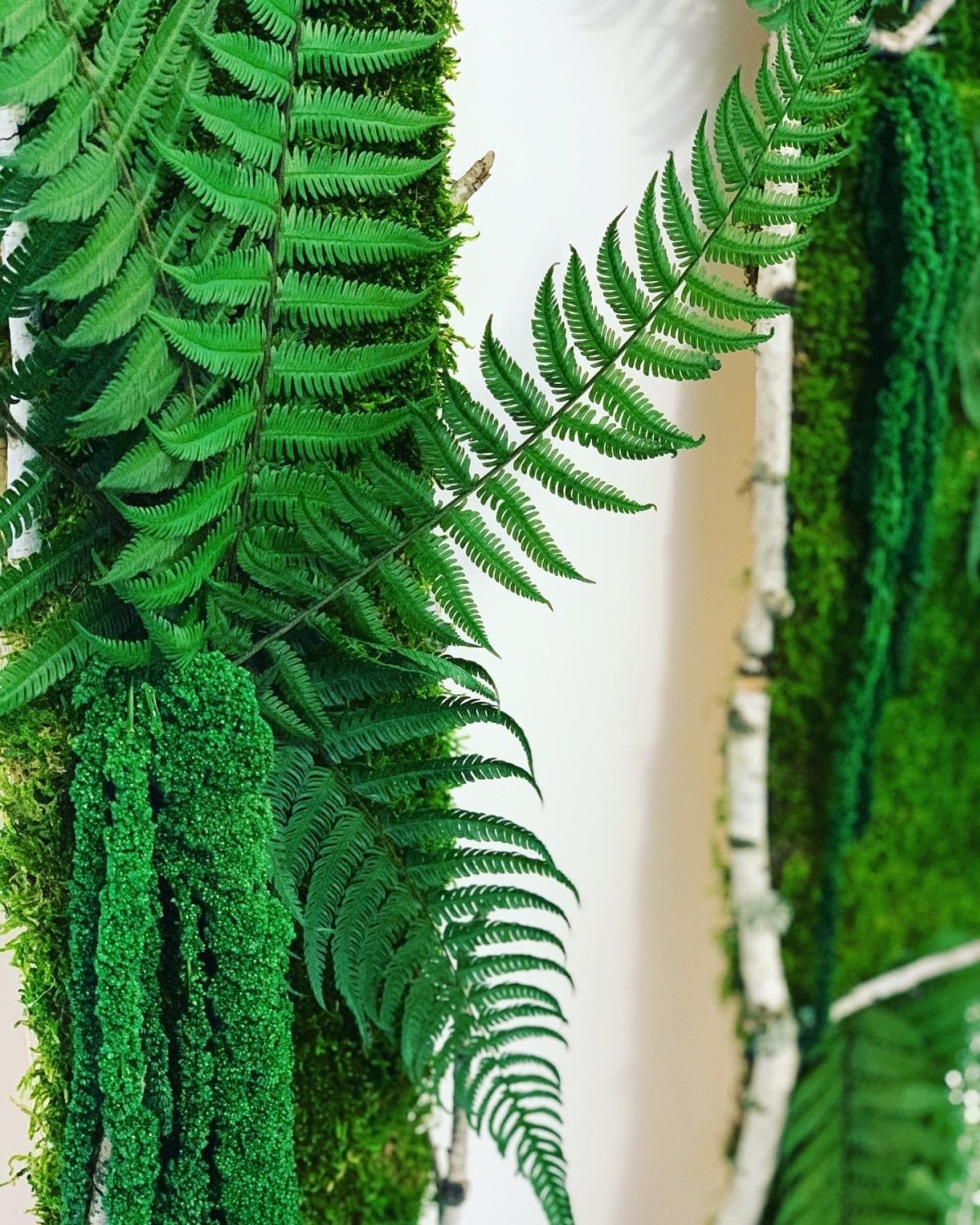 Папоротник Паршеман стабилизированный