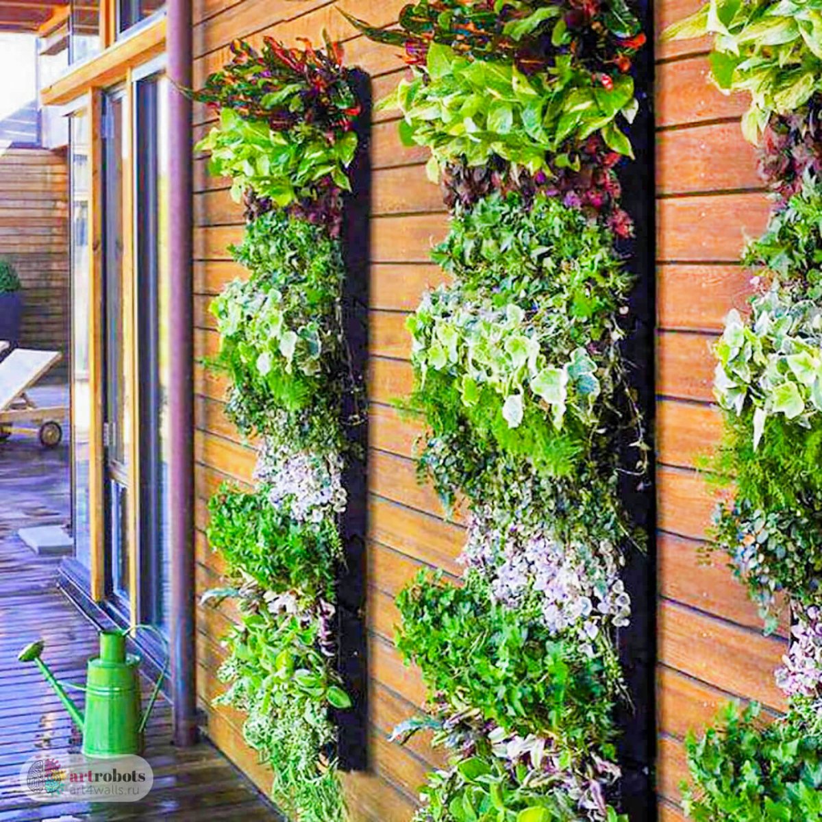 Хойя Белла вертикальное Озеленение