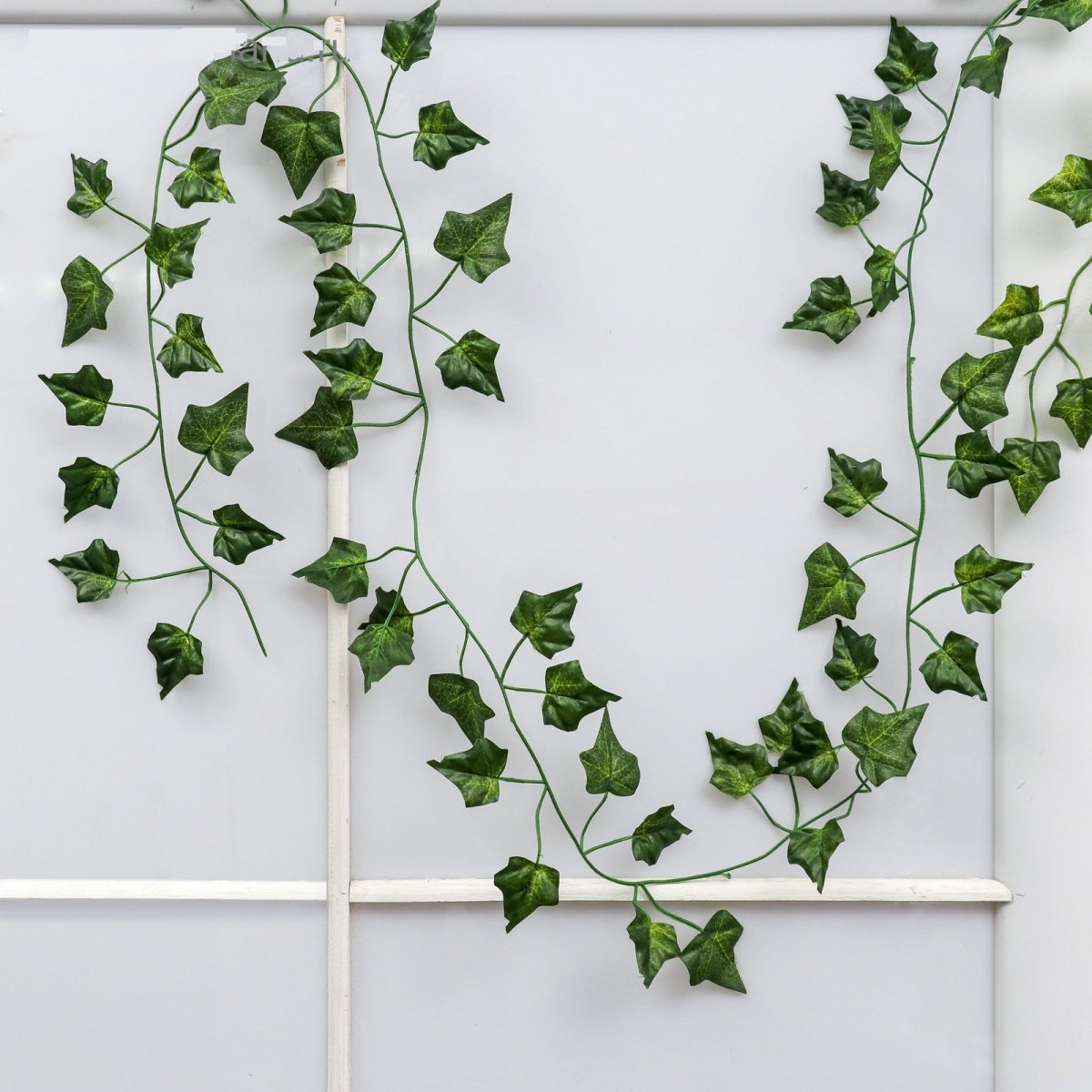 Сциндапсус фитостена