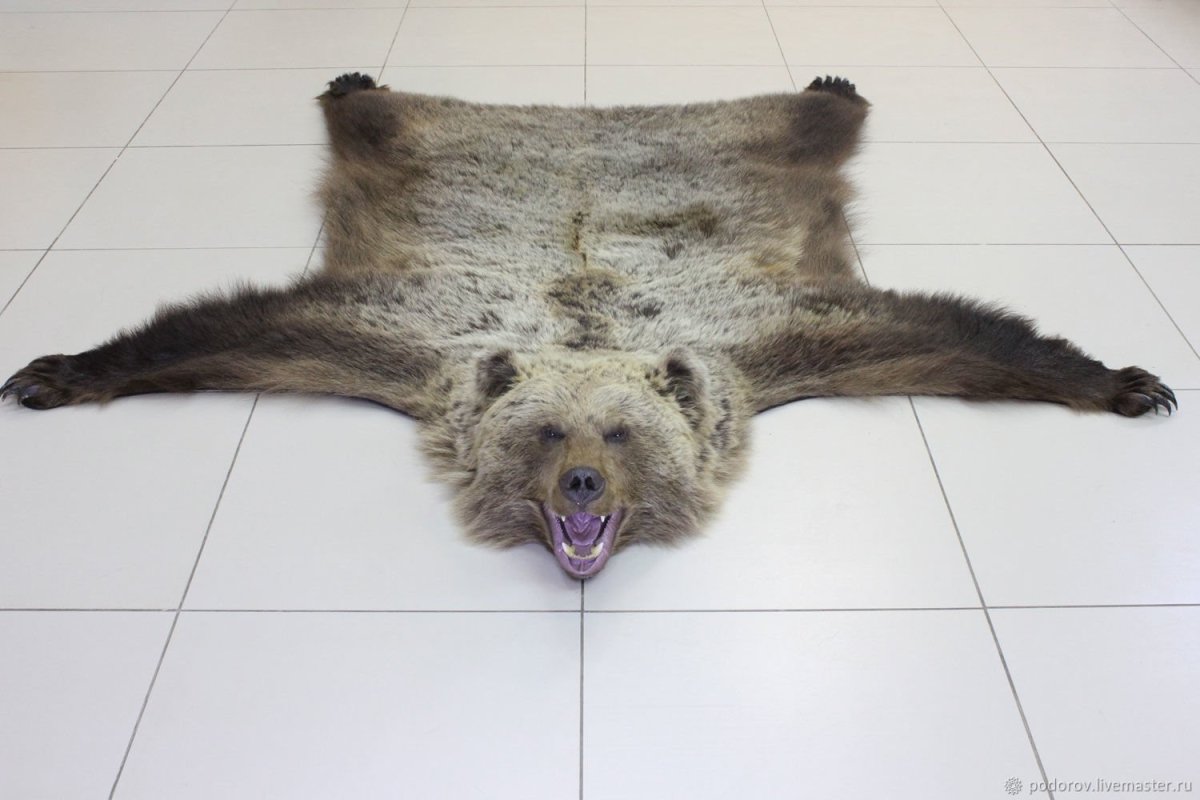 Шкура медведя