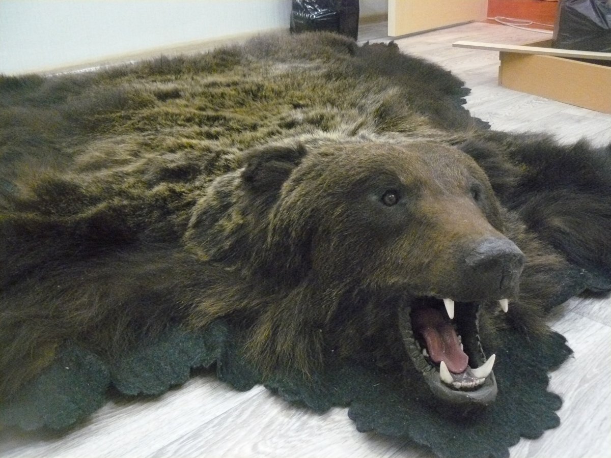 Шкура медведя