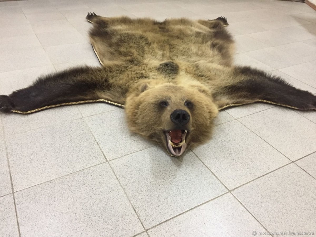 Шкура медведя вид сверху