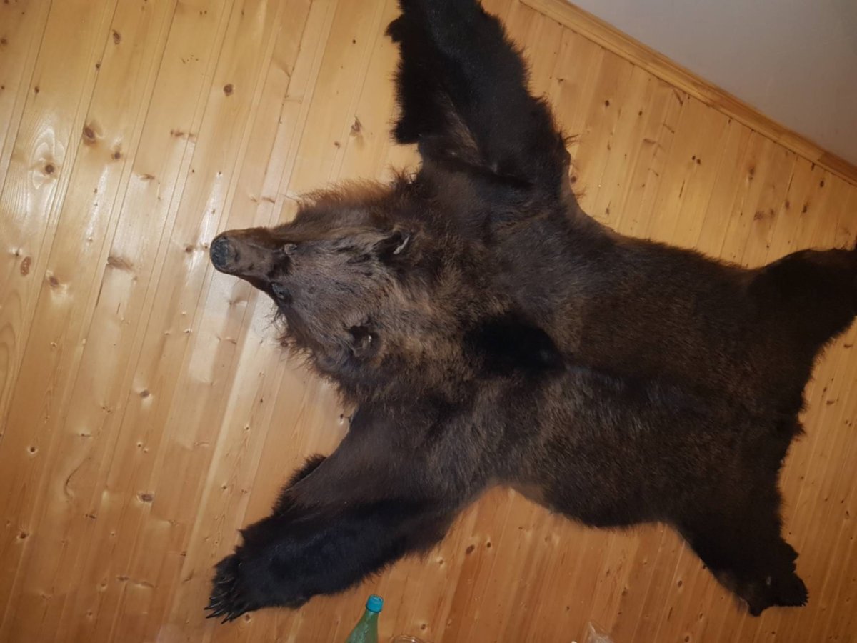 Ковер из медвежьей шкуры