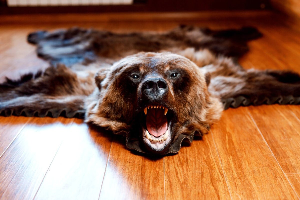 Шкура медведя