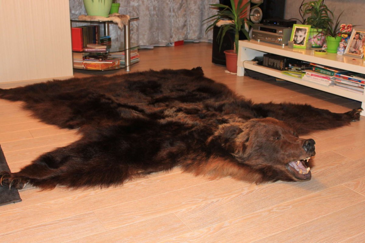 Шкуру медведя выделывала