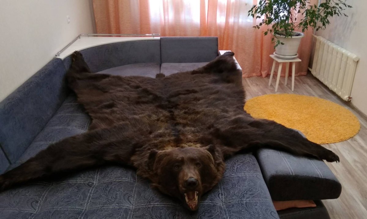 Ковер из медвежьей шкуры