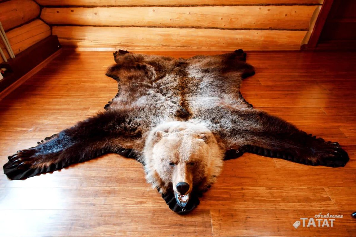 Шкура медведя