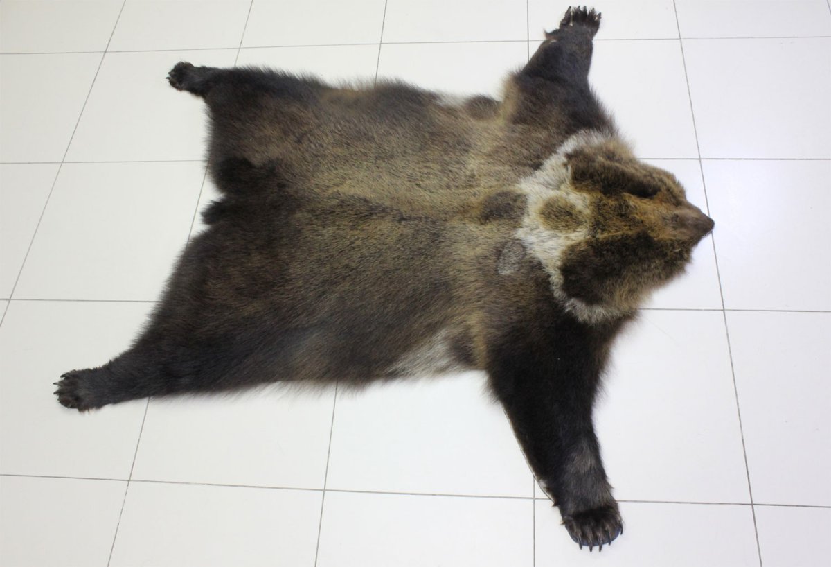 Шкуры Петрозаводска