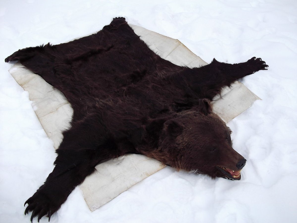 Шкуру медведя выделывала