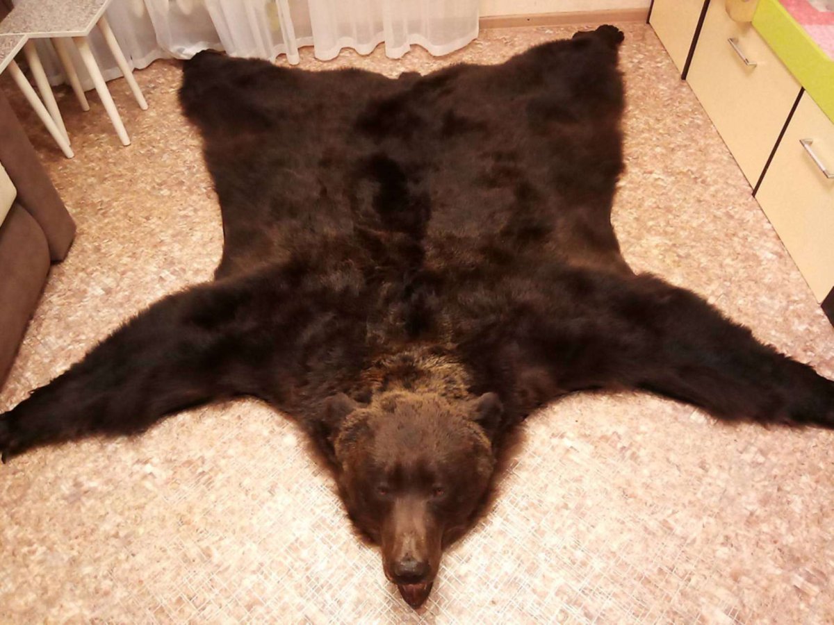 Шкура медведя на стене