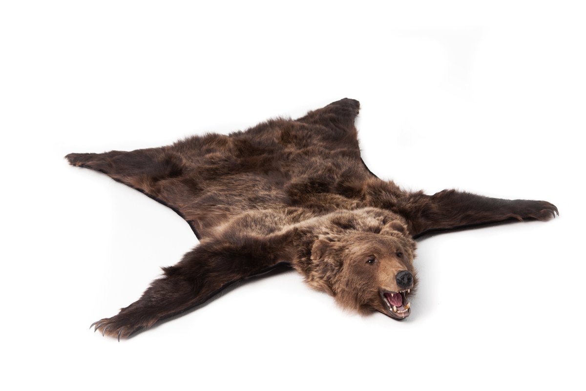 Шкура медведя сверху