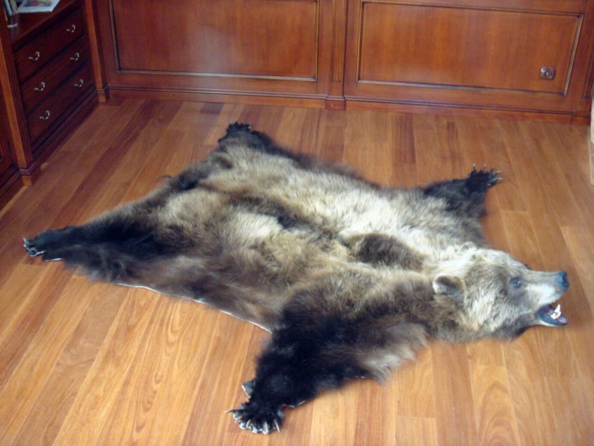 Шкура медведя растянутая