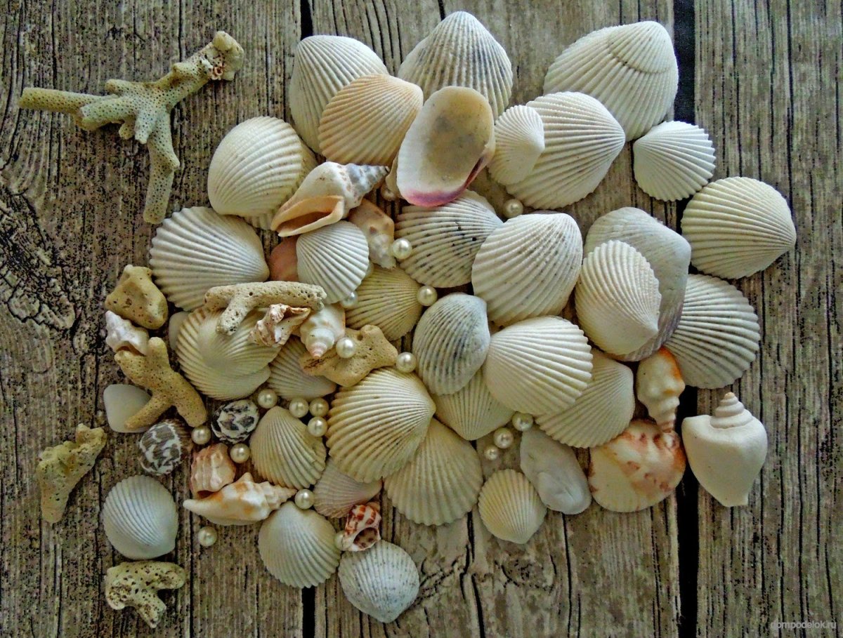Декоративные ракушки в интерьере