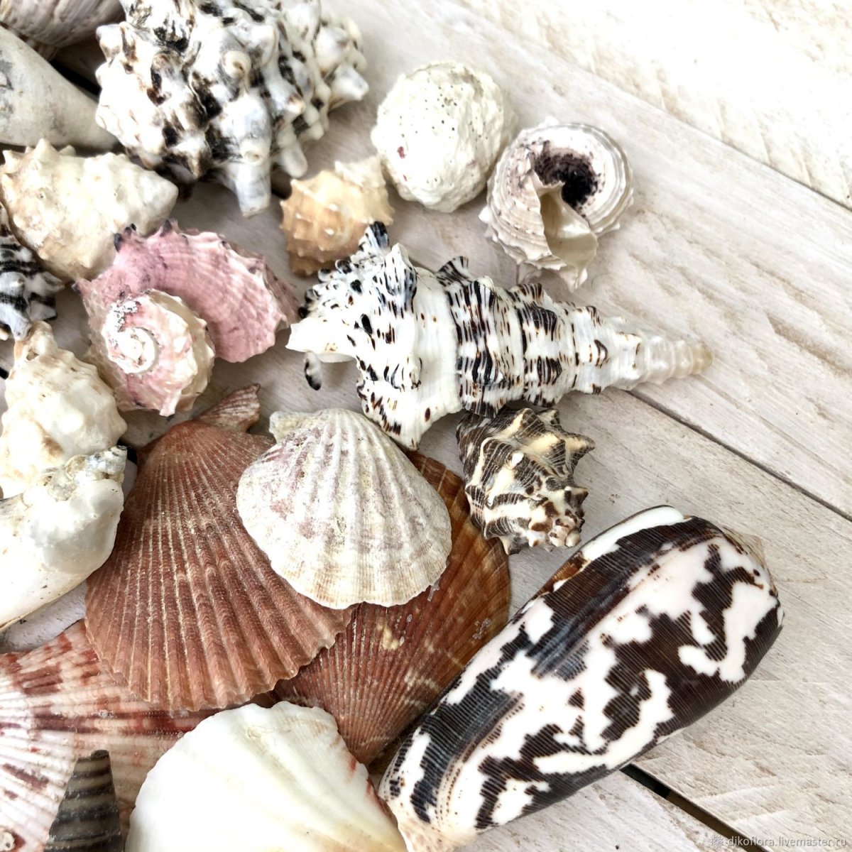 Ракушки в интерьере