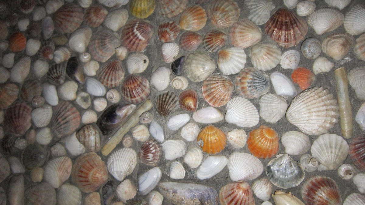 Стену выложить ракушками