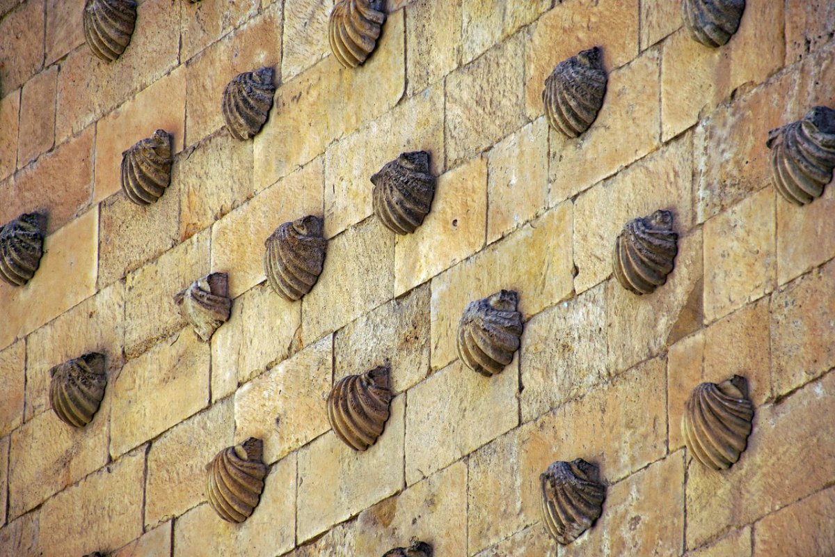 Композиции из морских ракушек