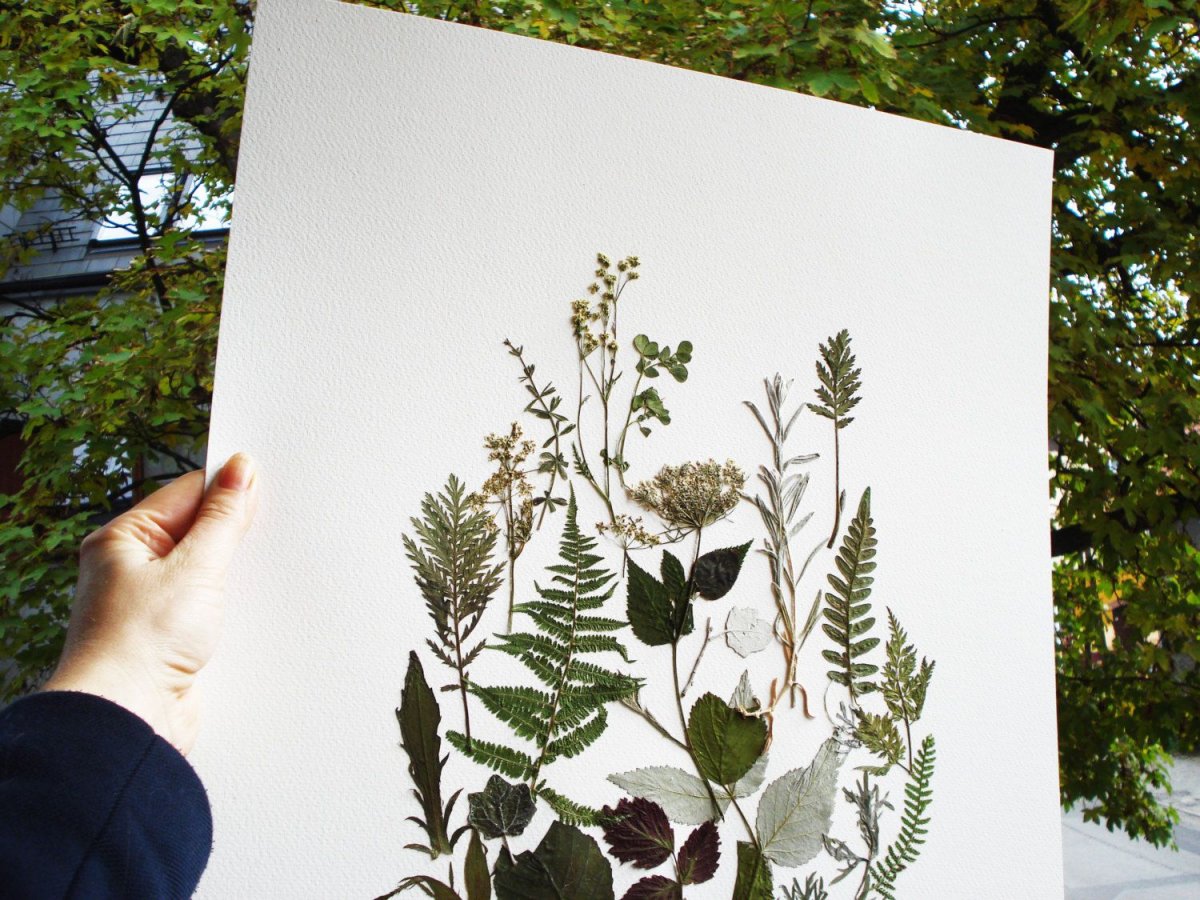 Вереск гербарий