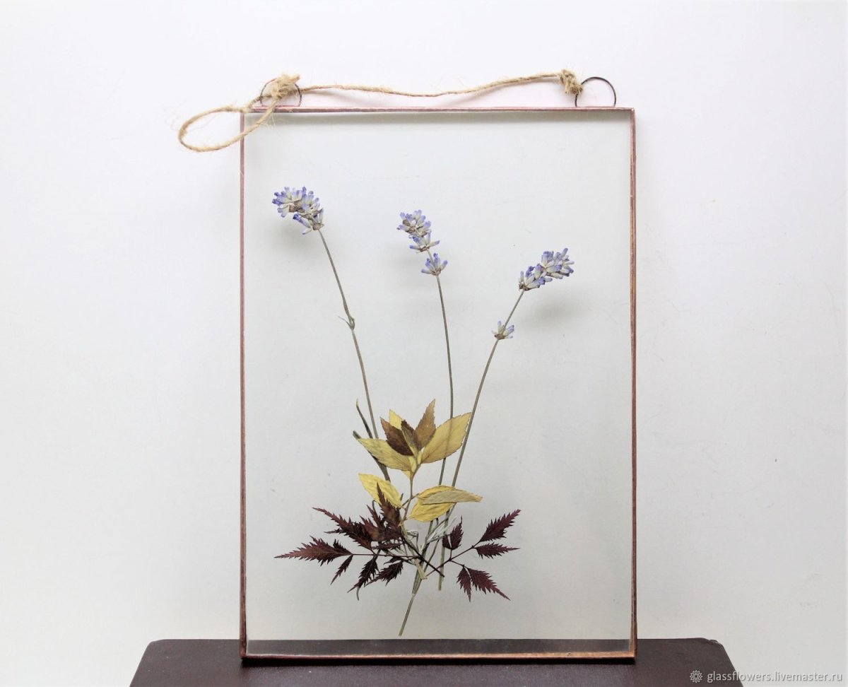 Гербариум Лаванда