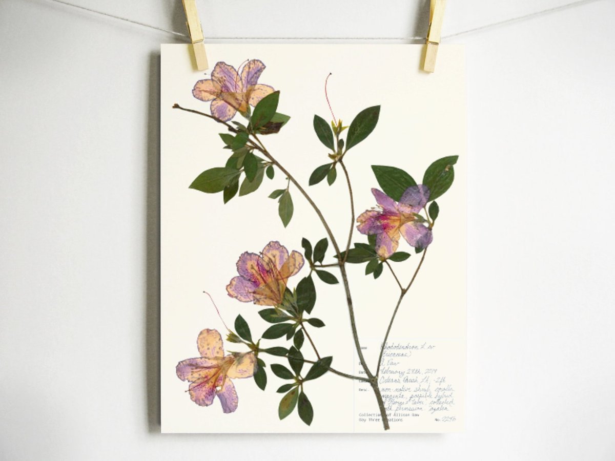 Гербарий в стекле