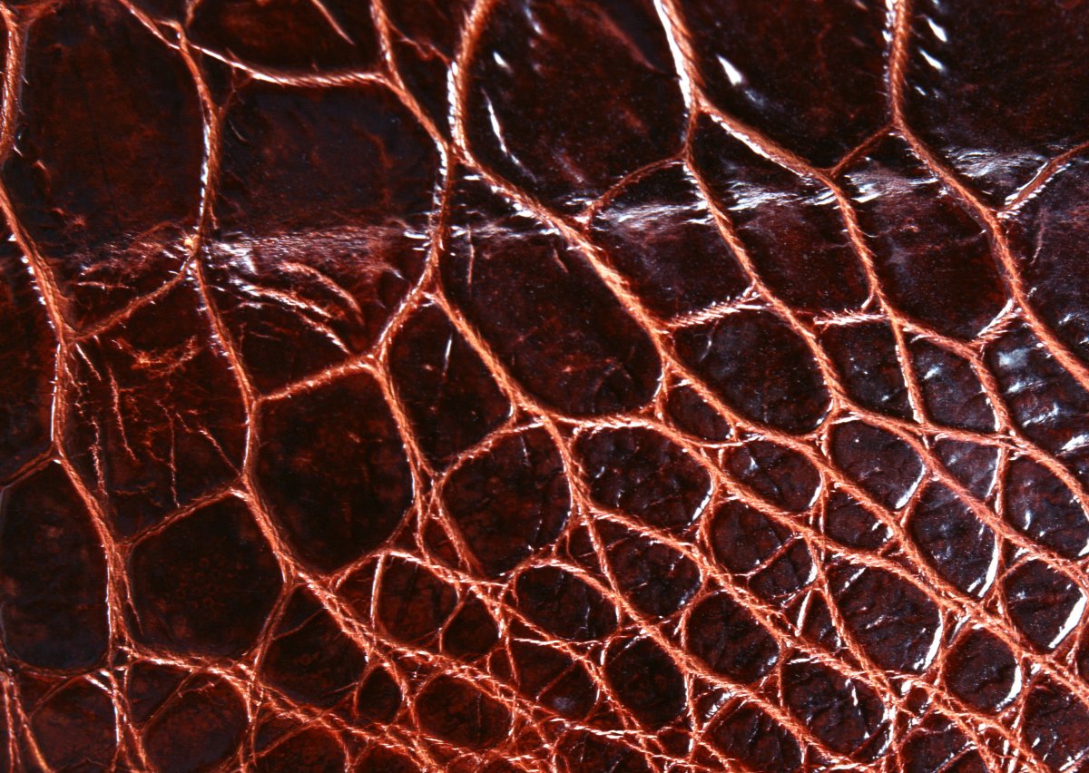 Кожаные сумки женские из кожи крокодила