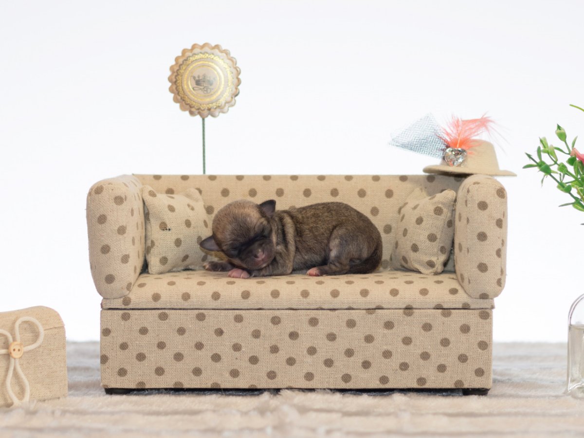 Собака за диваном