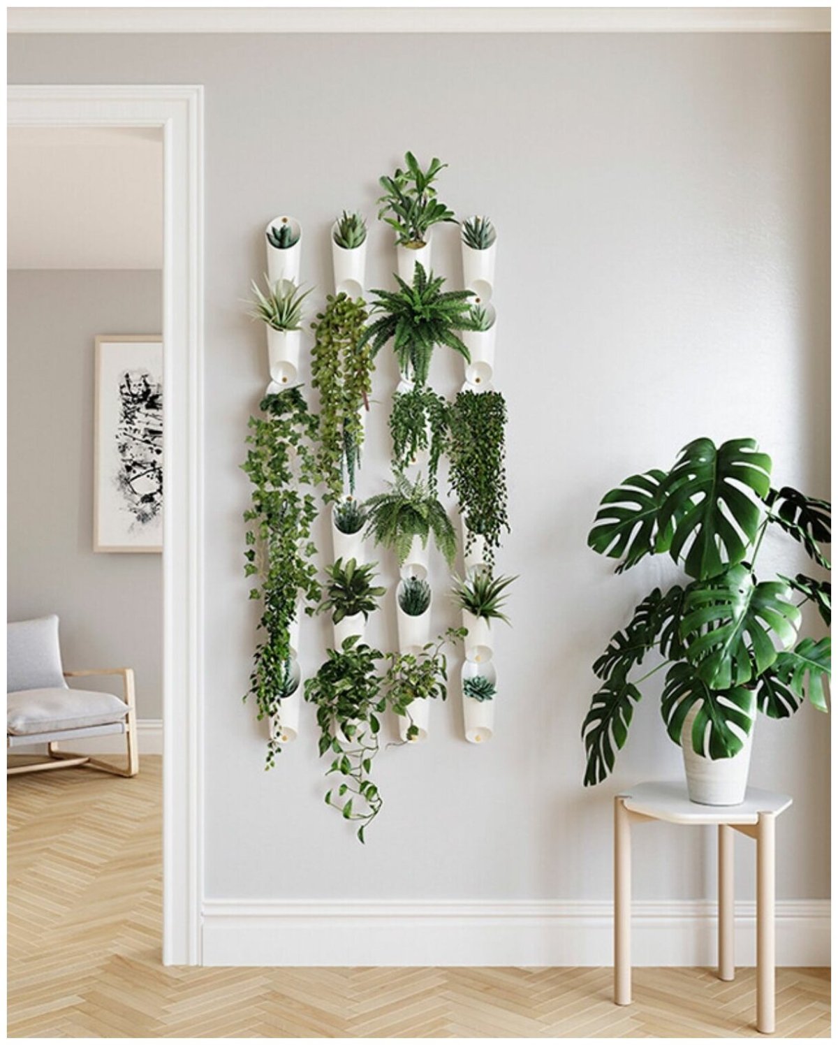 Глициния ампельная