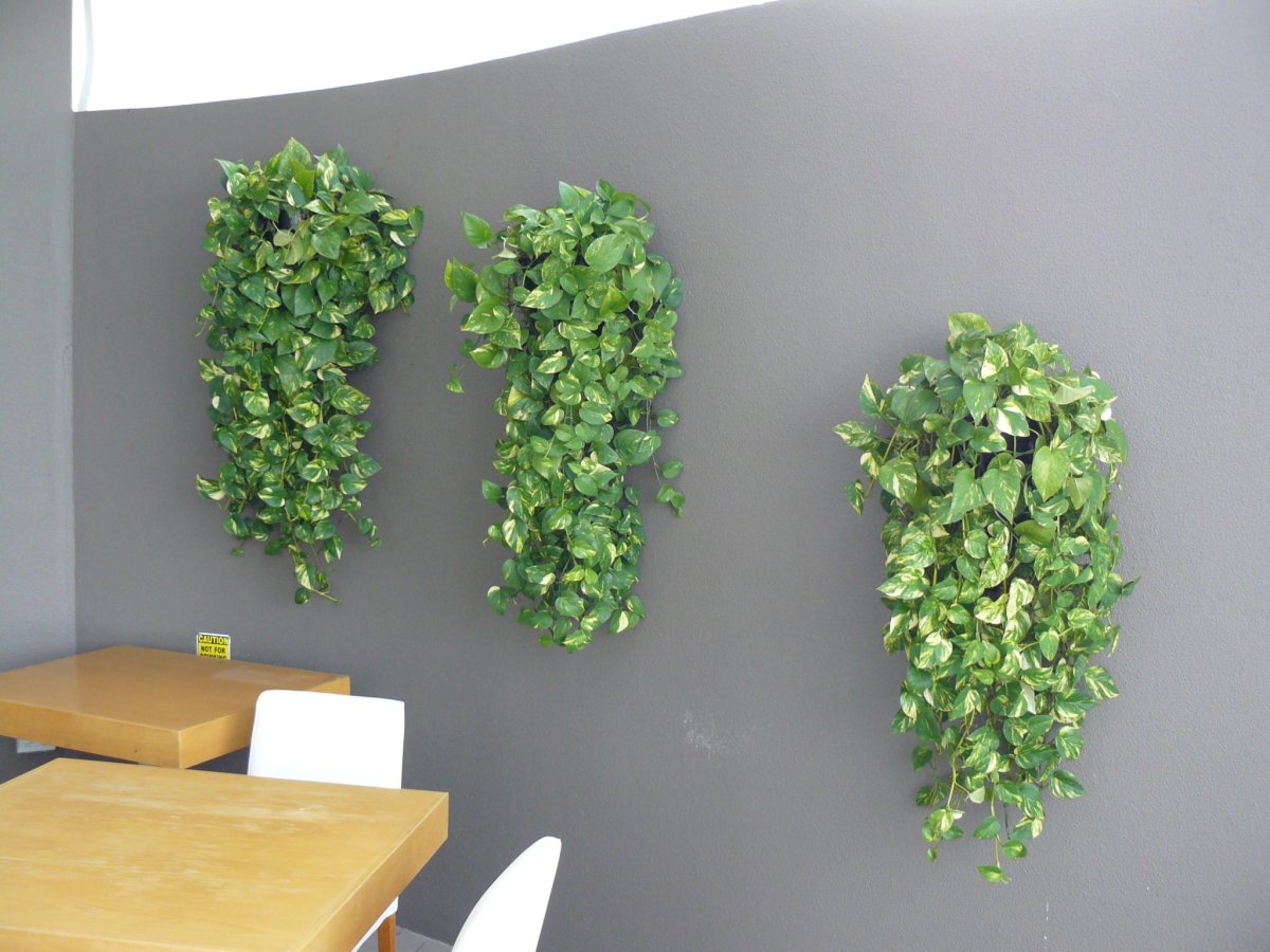 Лианы в комнате