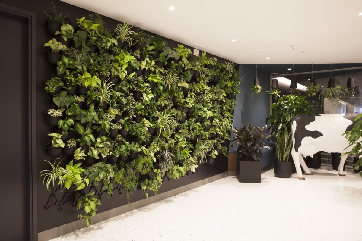 Сингониум фитостена