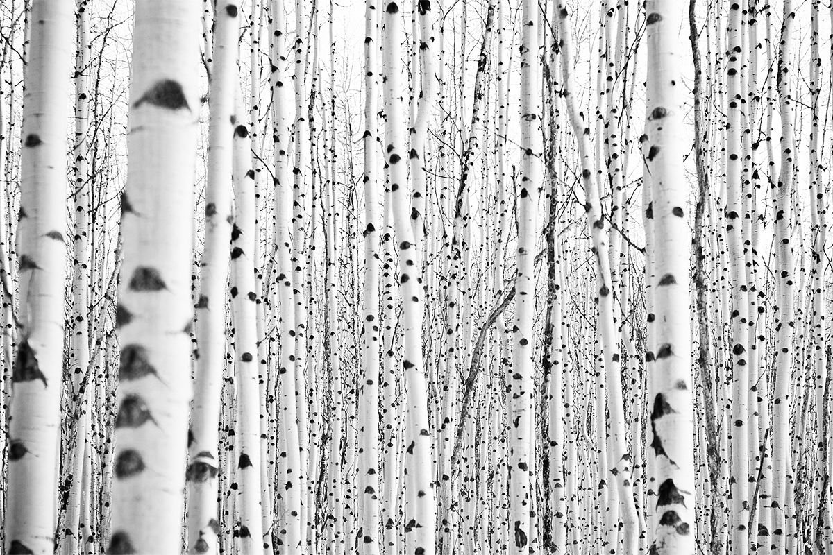 Polar white birch