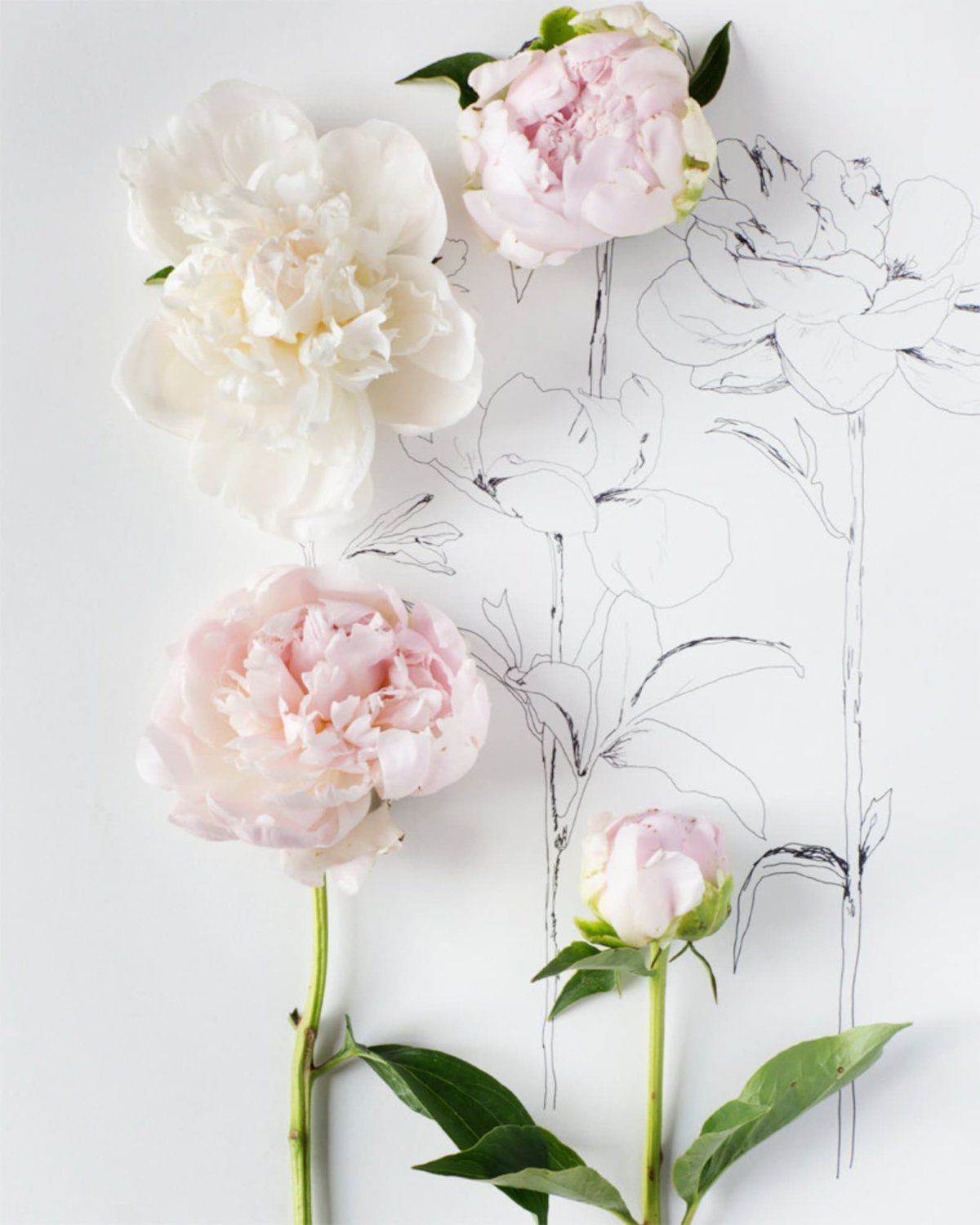 Белые пионы