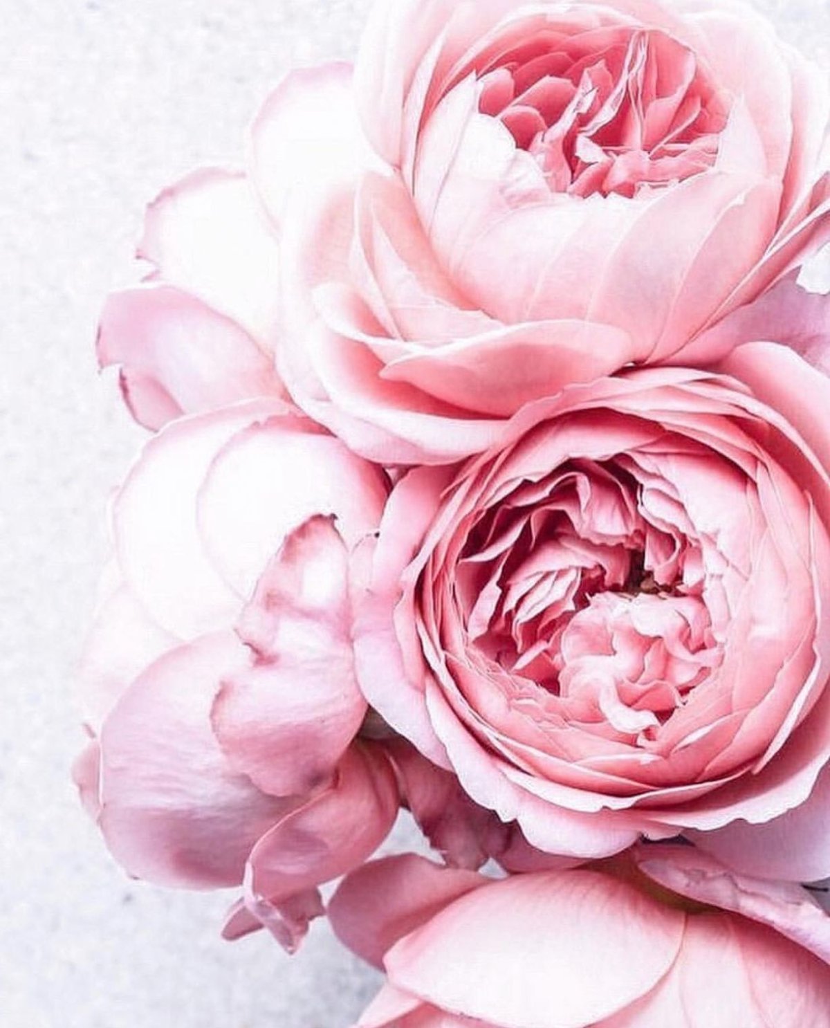 Пыльные пионы Постер