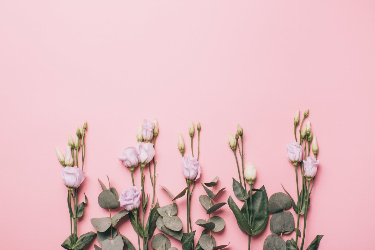 Цветы на однотонном фоне