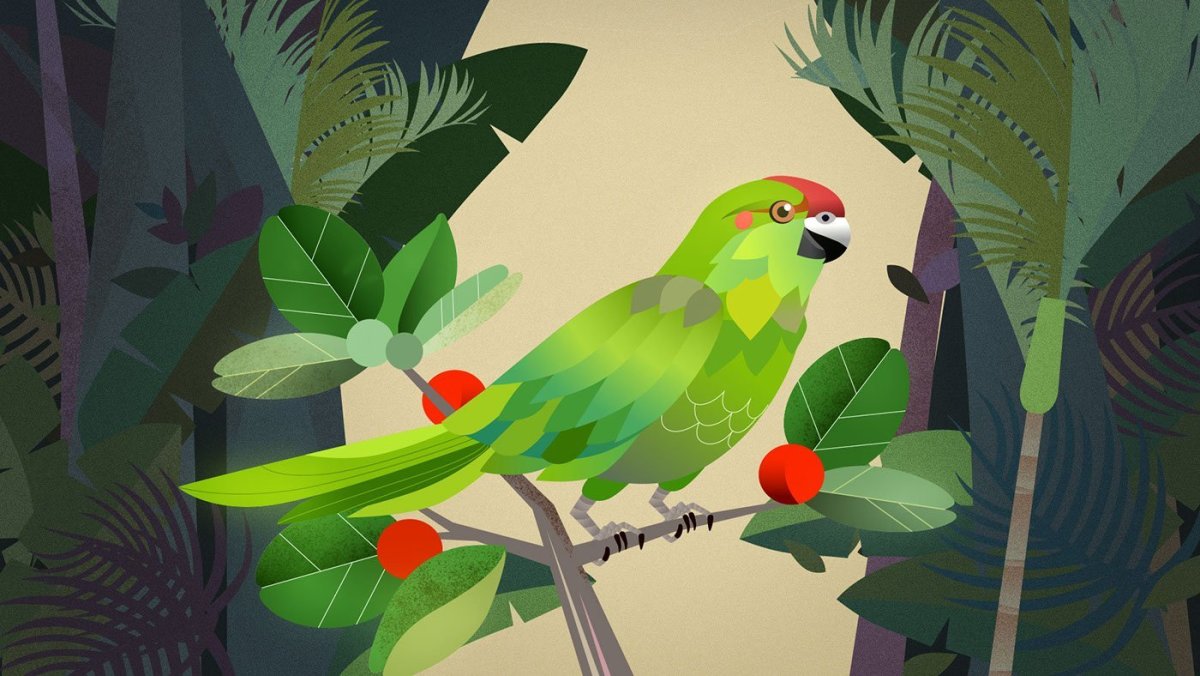Попугай в джунглях рисунок