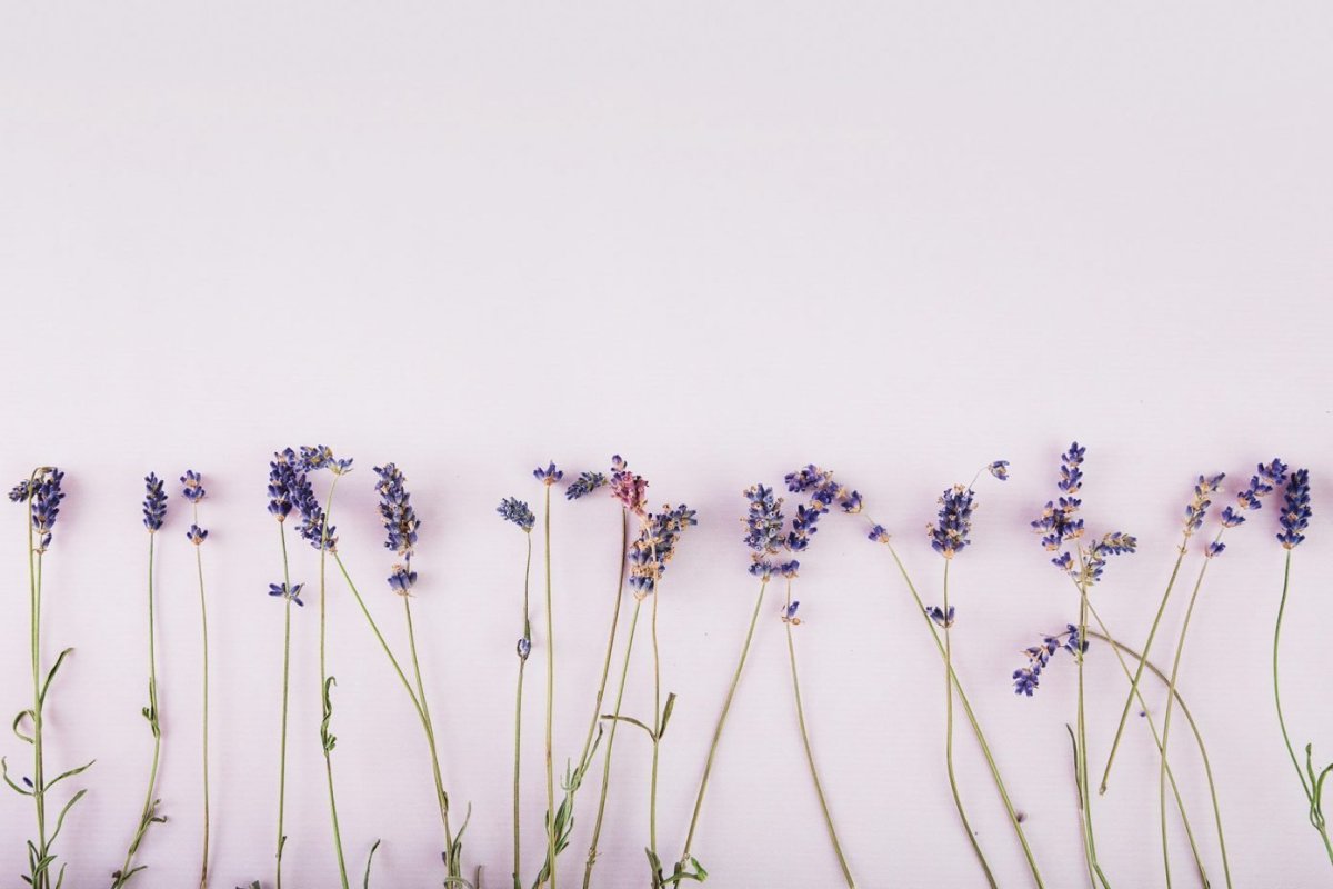 Веточка лаванды