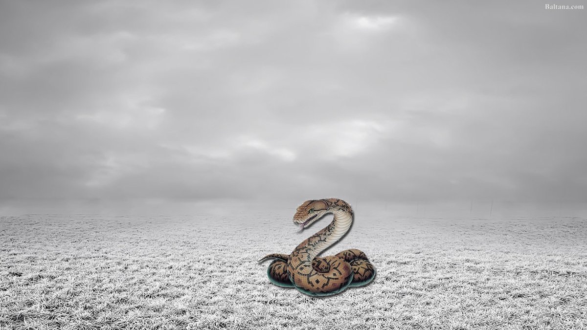 Питон обои на рабочий стол