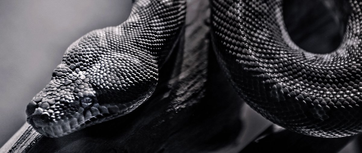 Черная гадюка чешуя