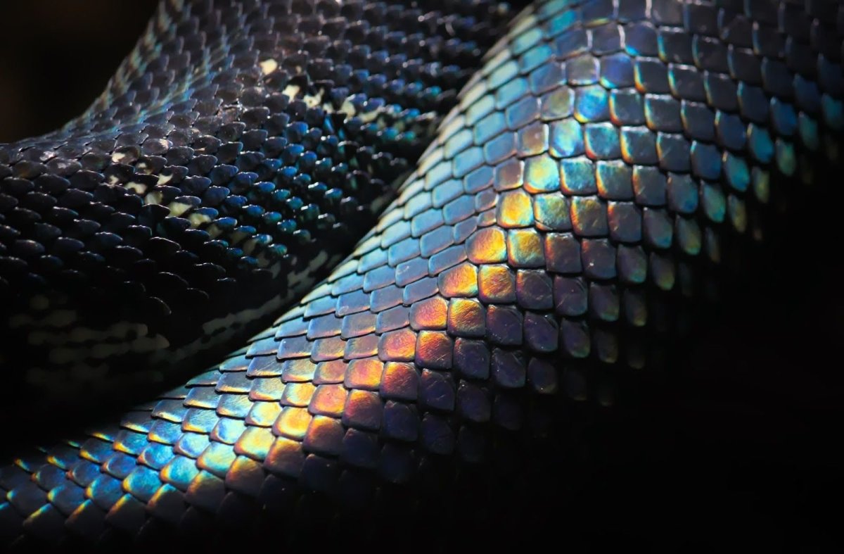 Змеиные чешуйки кобры