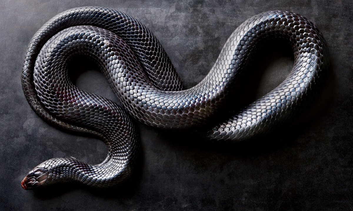 Змея чёрная мамба белая